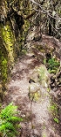 Plants: image 83 Of 208 Thumb